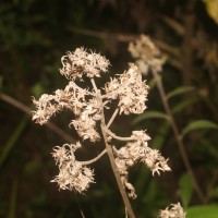 Blumea hieraciifolia var. flexuosa (C.B.Clarke) Randeria